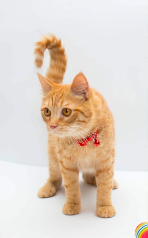 MILO - Egyptian Mau / Bengal available for adoption