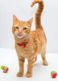 Milo - Photo 4