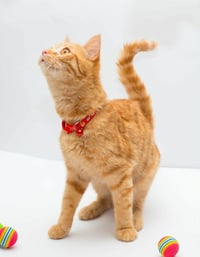 Milo - Photo 3