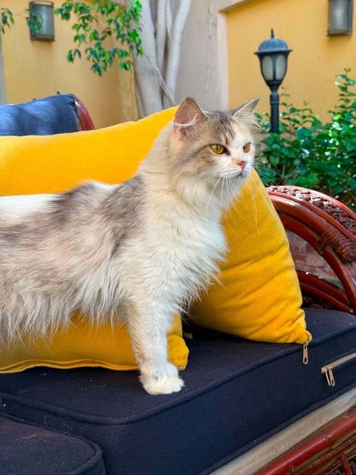 ESMERALDA