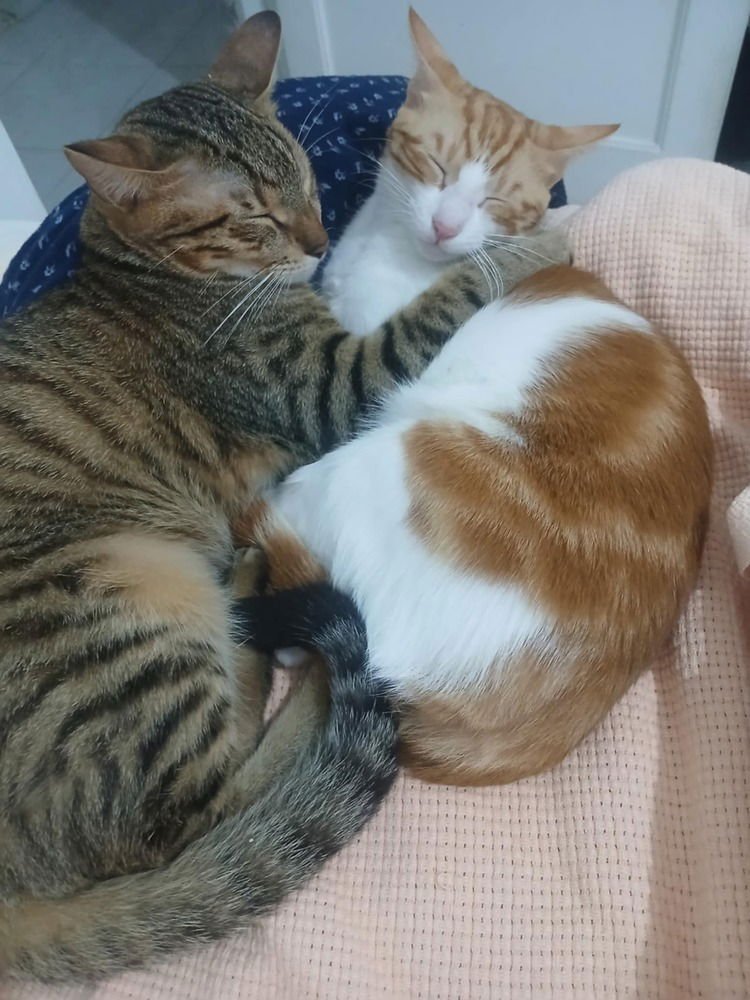 AZIZI - Egyptian Mau / Bengal available for adoption