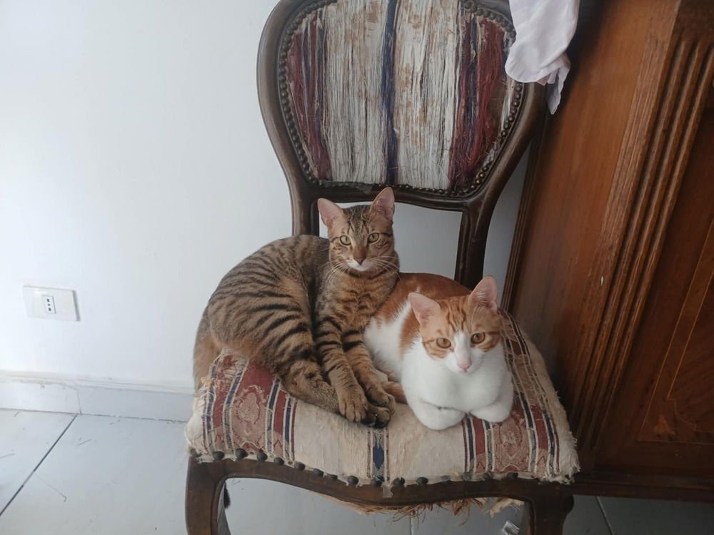 AZIZI - Egyptian Mau / Bengal available for adoption