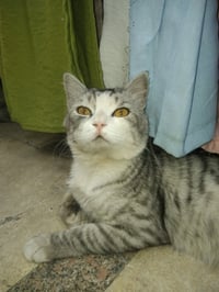SimSim - Photo 2