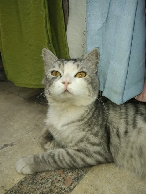 SIMSIM - British Shorthair available for adoption