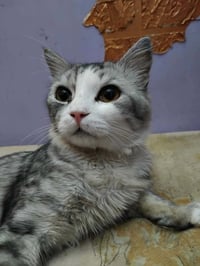 SimSim - Photo 3