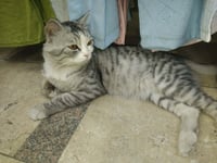SimSim - Photo 4