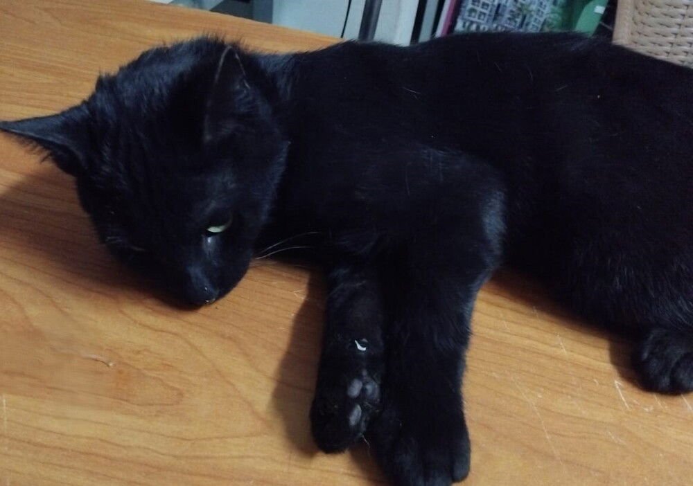 JAGUAR - Egyptian Mau available for adoption