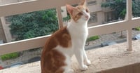 Ausar - Photo 3