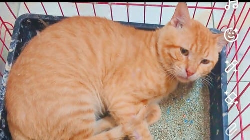 SIMBA - Egyptian Mau / Bengal available for adoption