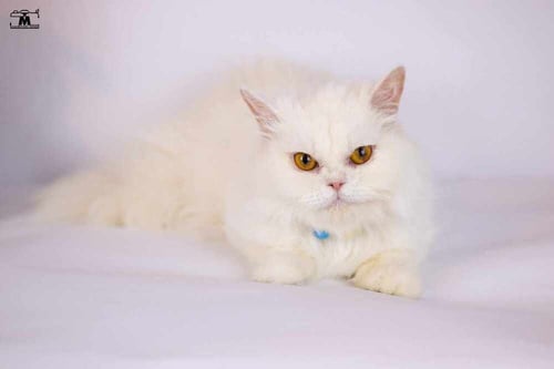 LARA - Persian available for adoption