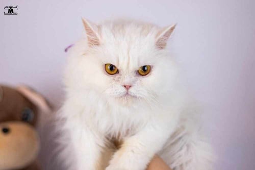 LARA - Persian available for adoption