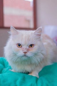 Vanilla - Photo 1