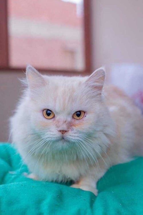 VANILLA - Persian available for adoption