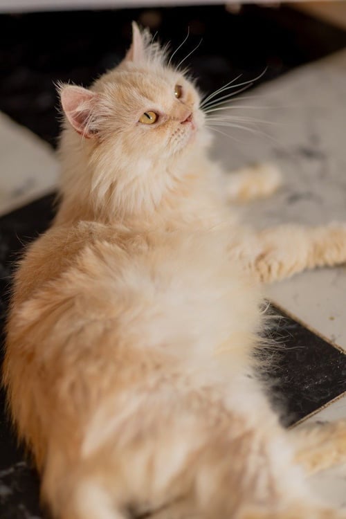 VANILLA - Persian available for adoption