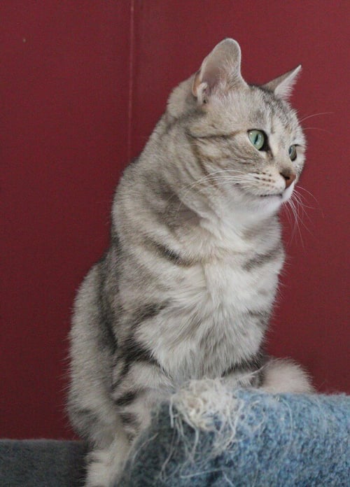 GASAK - Egyptian Mau / British Shorthair available for adoption