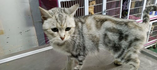 GASAK - Egyptian Mau / British Shorthair available for adoption