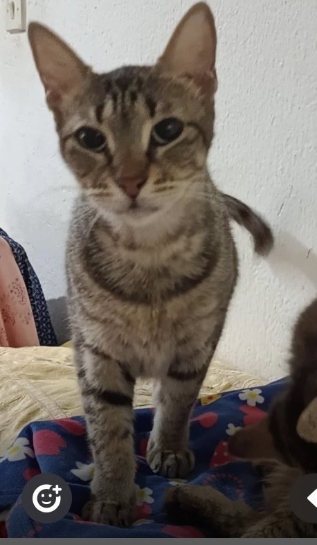 BOLBOLA - Egyptian Mau / Bengal available for adoption