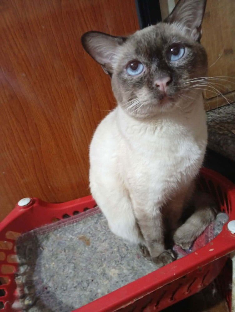 KALI - Siamese available for adoption