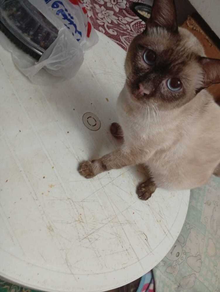 KALI - Siamese available for adoption