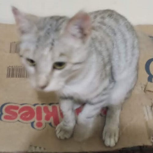 MOZA - Egyptian Mau available for adoption