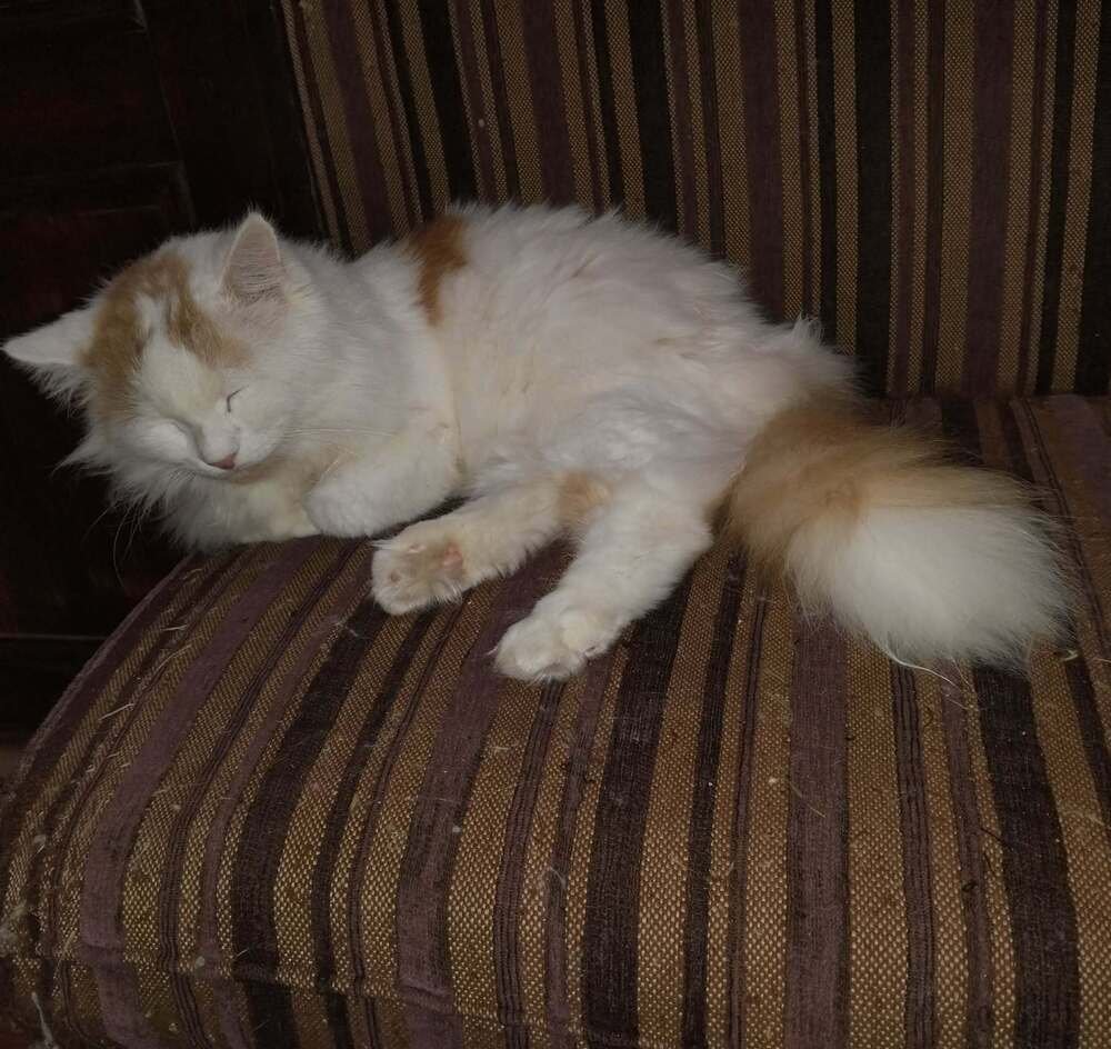 TOMMY - Turkish Van available for adoption