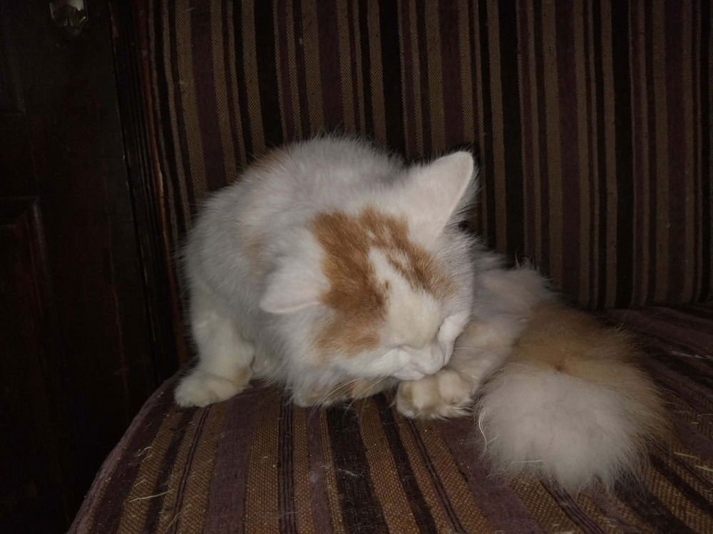 TOMMY - Turkish Van available for adoption
