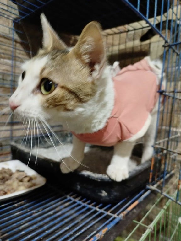 Labubu Image