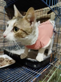 Labubu - Photo 1