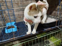 Labubu - Photo 2