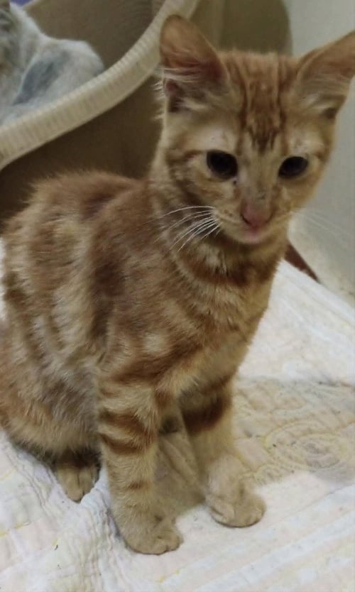 HAMSA - Egyptian Mau / Bengal for adoption in Hartford