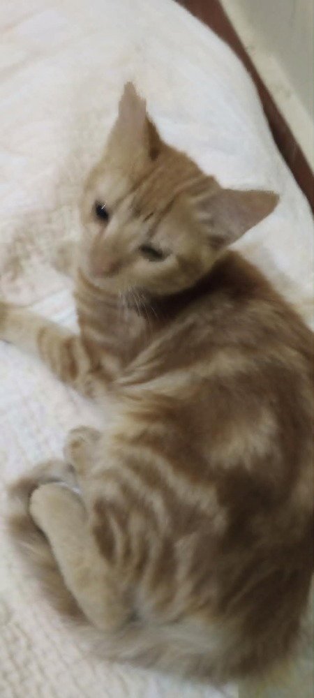 HAMSA - Egyptian Mau / Bengal available for adoption