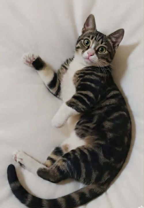 BALHA - Egyptian Mau / Bengal available for adoption