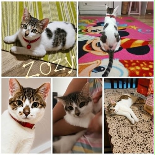ZOZY - Persian / Egyptian Mau available for adoption