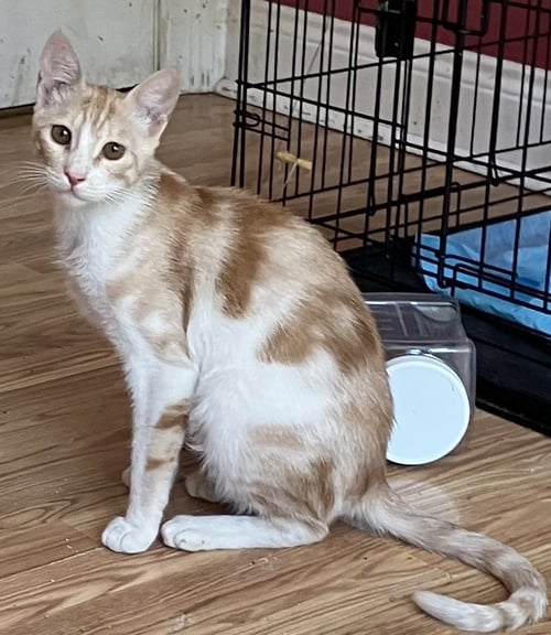 KALALA - Egyptian Mau / Bengal available for adoption