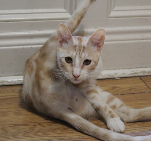 KALALA - Egyptian Mau / Bengal available for adoption