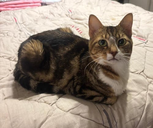 TIGER - Egyptian Mau / Bengal available for adoption