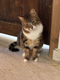 Tiger - Photo 3