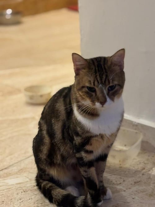 TIGER - Egyptian Mau / Bengal available for adoption