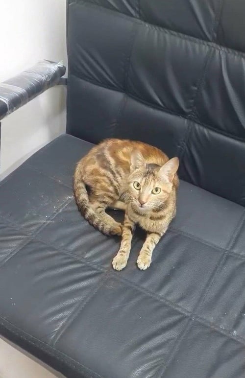 TOTY - Egyptian Mau / Bengal available for adoption