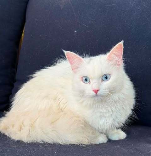 GISELLE