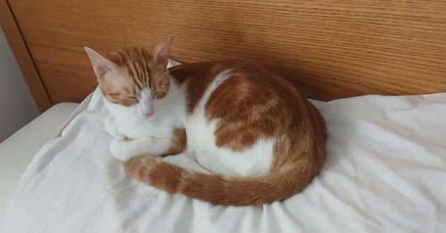 AZIZI - Egyptian Mau / Bengal available for adoption