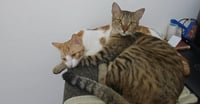 Azizi - Photo 4
