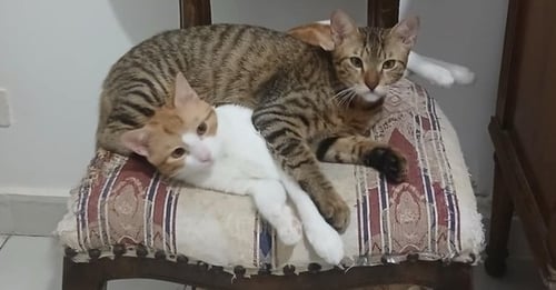 AZIZI - Egyptian Mau / Bengal available for adoption