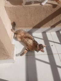 Azizi - Photo 3