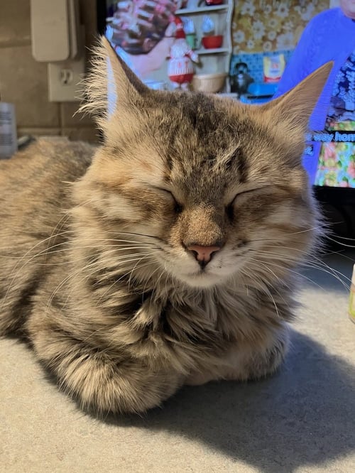 BOTCHY - Persian available for adoption