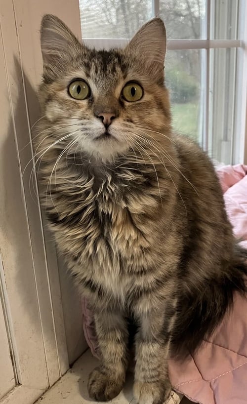 BOTCHY - Persian available for adoption