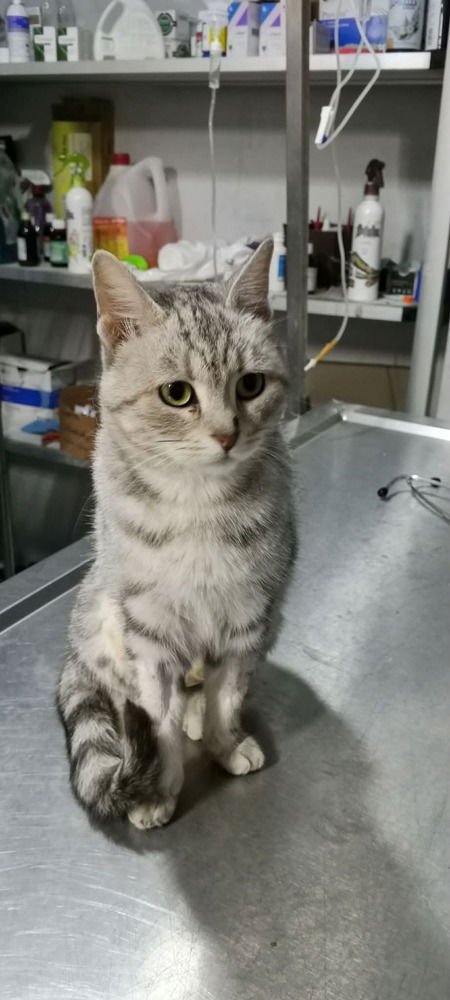 GASAK - Egyptian Mau / Bengal available for adoption