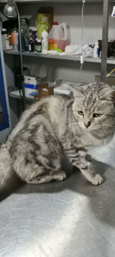 GASAK - Egyptian Mau / Bengal available for adoption