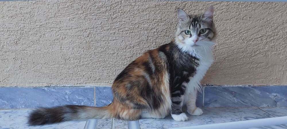 PENNY - Egyptian Mau / Persian available for adoption