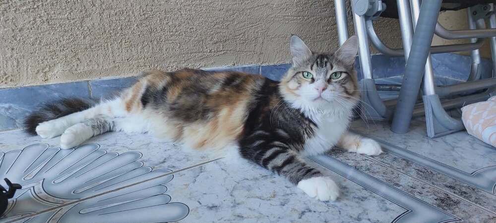 PENNY - Egyptian Mau / Persian available for adoption